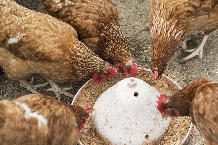 雞飼料中的石粉和骨粉的含量應該控制在什么范圍？