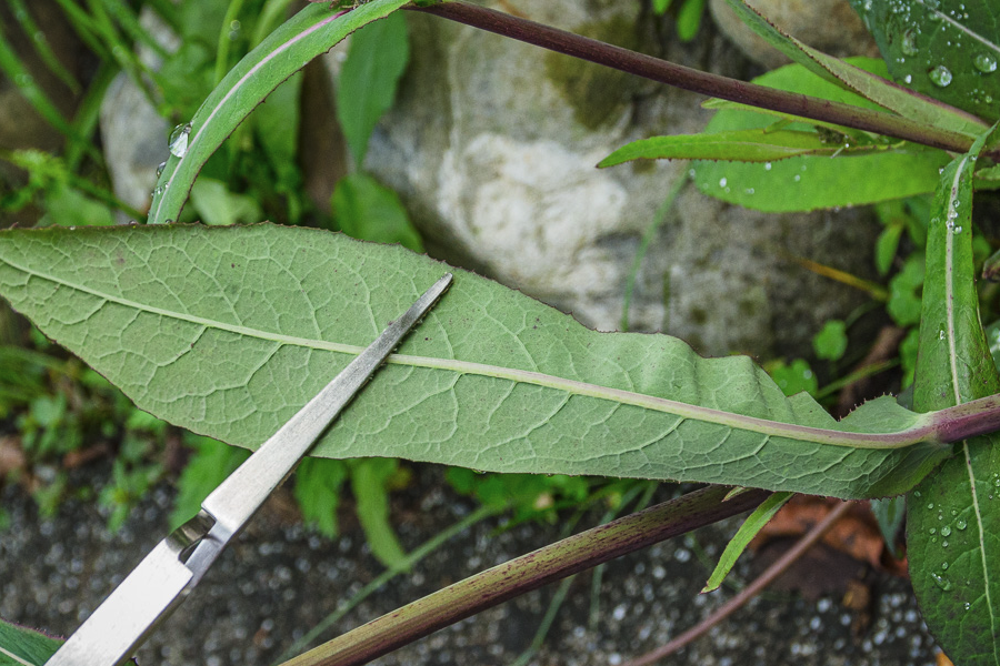 苦葜菜怎么進行繁殖?