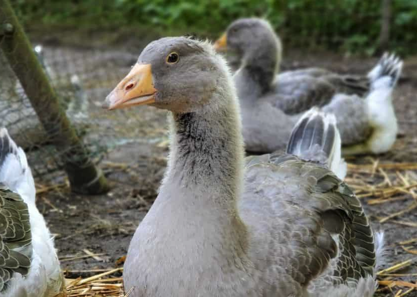 灰菜加入到鵝飼料中有哪些好處?