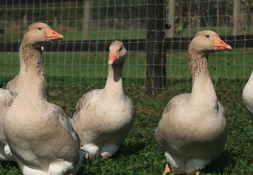 苦葜菜加入到鵝飼料中有哪些好處?