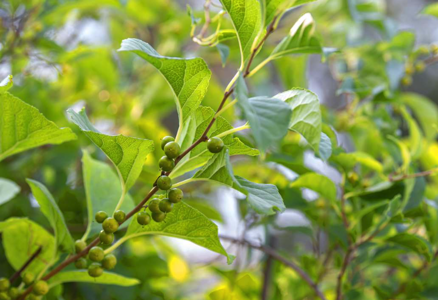 苦葜菜加入到鵝飼料中有哪些好處?