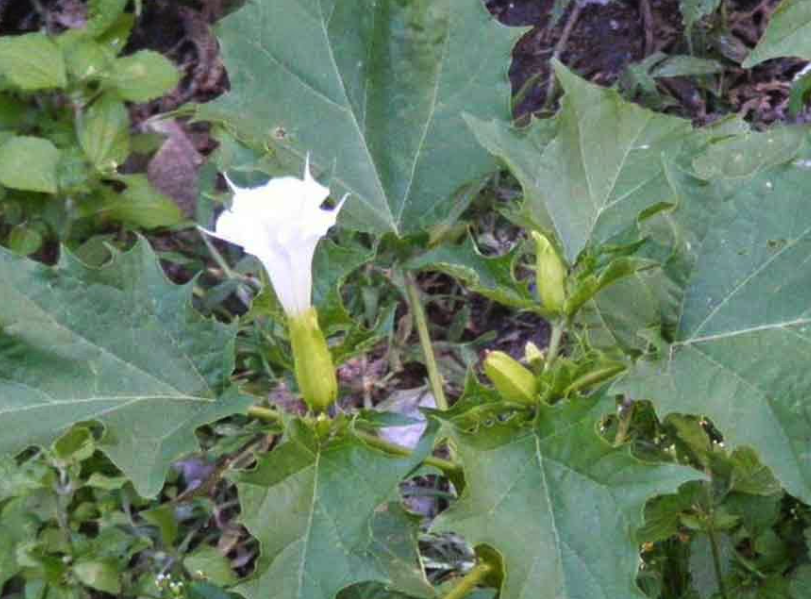 曼陀羅花藥培養含有生長素有哪些作用?