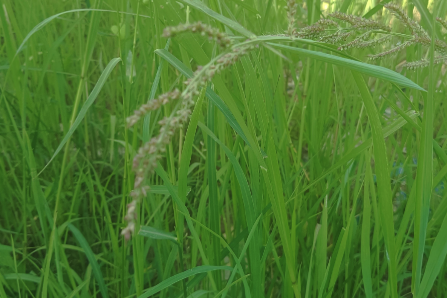 稗草可以作為牛羊飼料嗎，有什么營養價值？