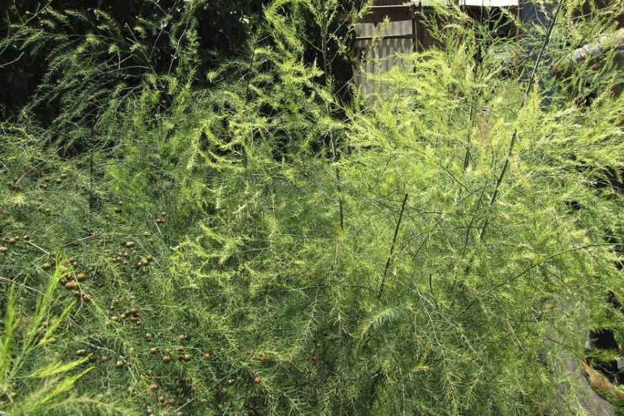 石刁柏怎么通過雄株花藥培養植株?