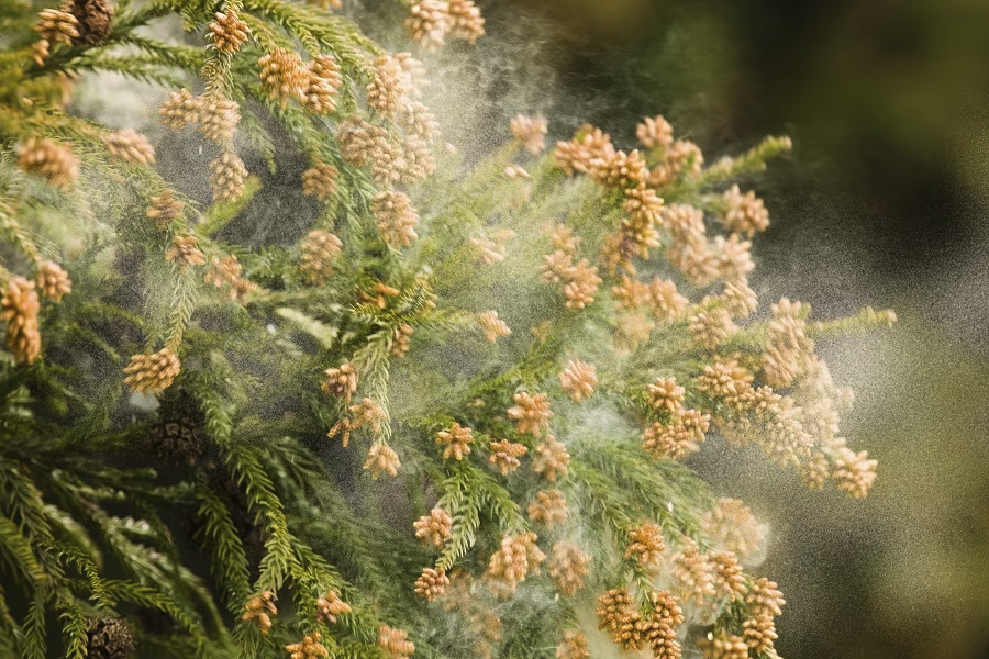 花粉培養(yǎng)的單倍體植株有什么好處？