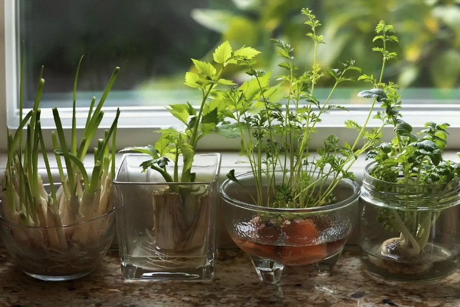 植物原生質體培養中調節劑是什么？