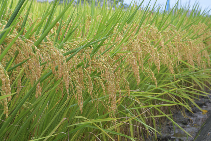 巴斯馬蒂稻的種植方法和注意事項(xiàng)介紹？