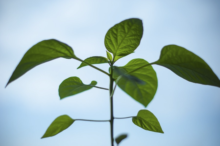 植物收到氟害的典型癥狀有什么？