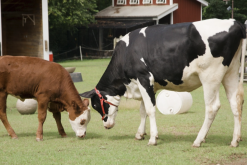 <strong>犢牛的飼料脫脂乳粉是怎么提煉的？</strong>