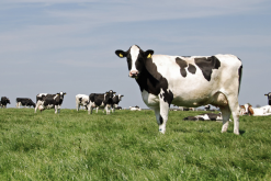 <strong>脫脂乳粉和動物性油脂加入犢牛飼料有什么好處？</strong>