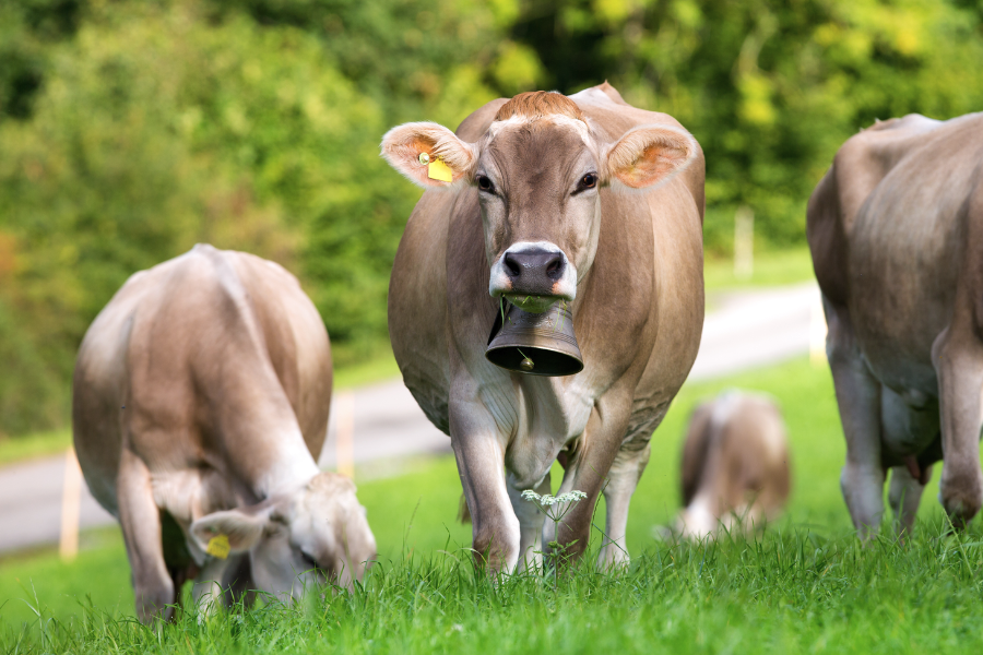 成年奶牛泌乳期飼料配方是什么樣的？