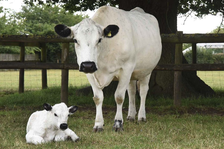 牛的青綠飼料和粗飼料有哪些區(qū)別？