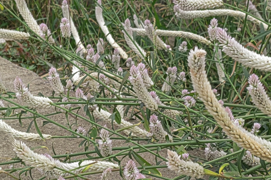 蒿秕類植物主要包括哪些？