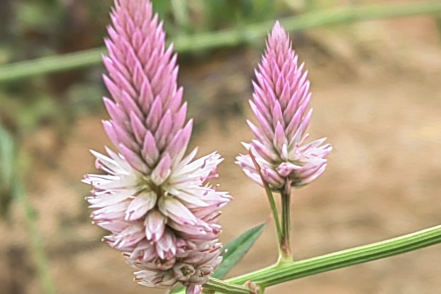 蒿秕是什么植物，作為牛飼料有什么好處？