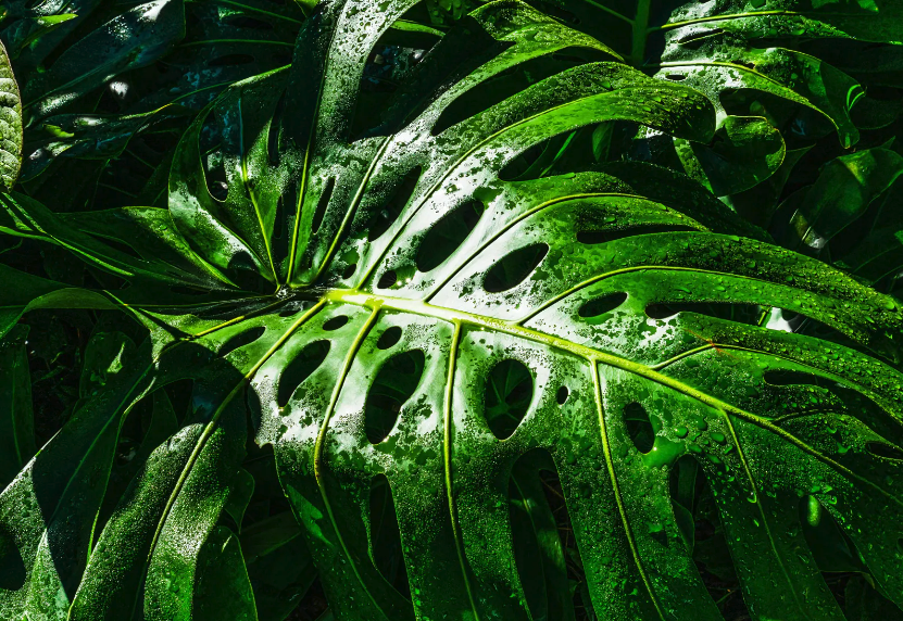 植物原生質體電融合技術是什么樣的?