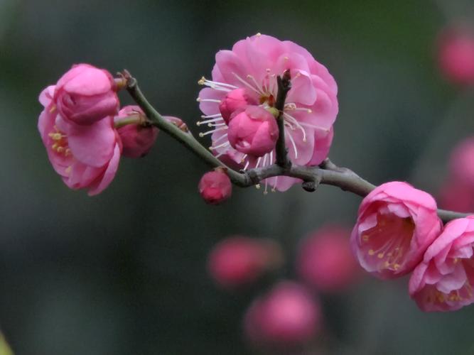 梅花怎么種植