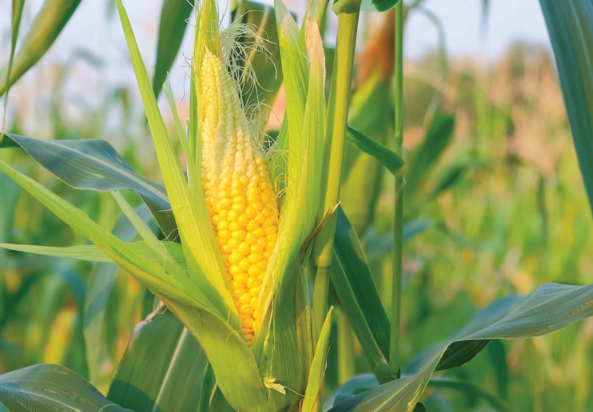 重金屬污染對玉米的生物量和產量影響?