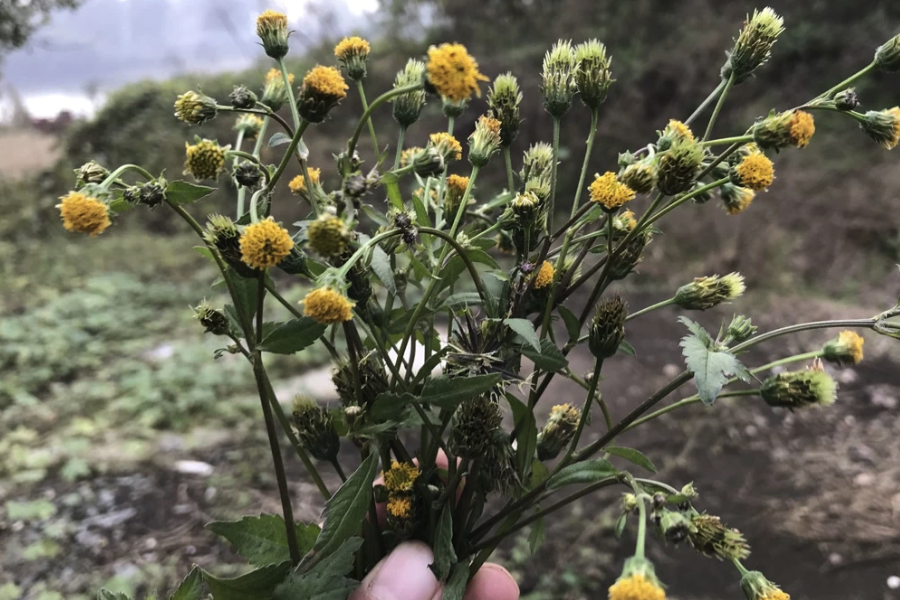 歐洲鬼針草的常見病蟲害有哪些？