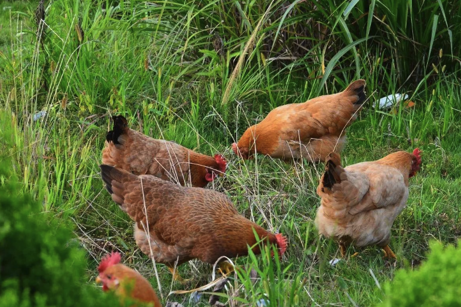 雞飼料中微量元素添加劑含有什么成分？