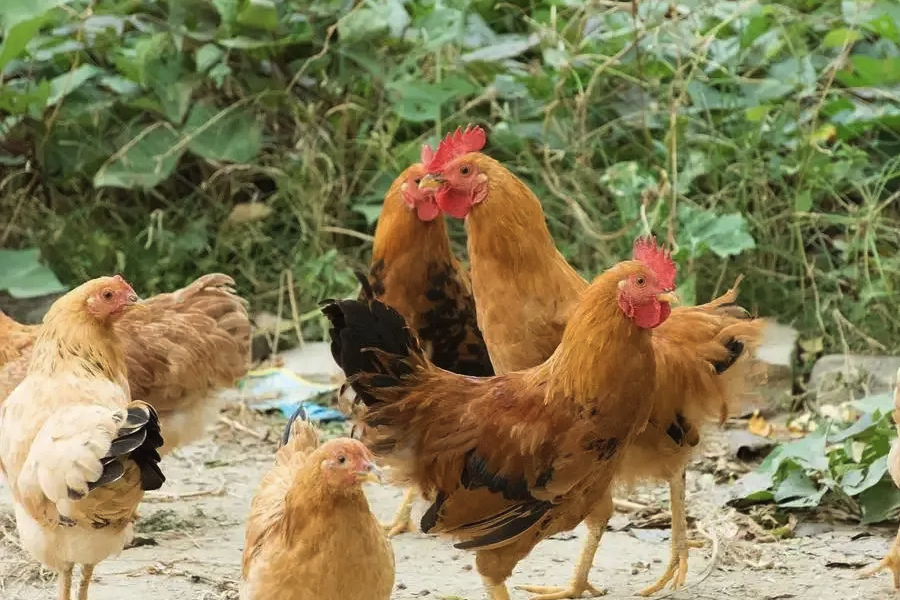 雞飼料中微量元素添加劑含有什么成分？