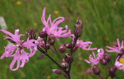 <strong>怎么去除剪秋羅（Ragged robin）的螨蟲？</strong>