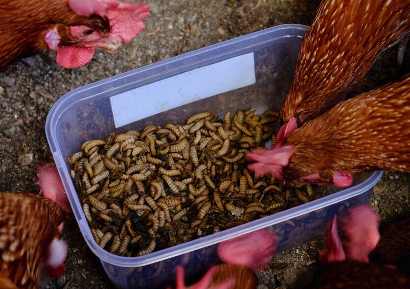 雞飼料中的抗氧化劑有什么作用?