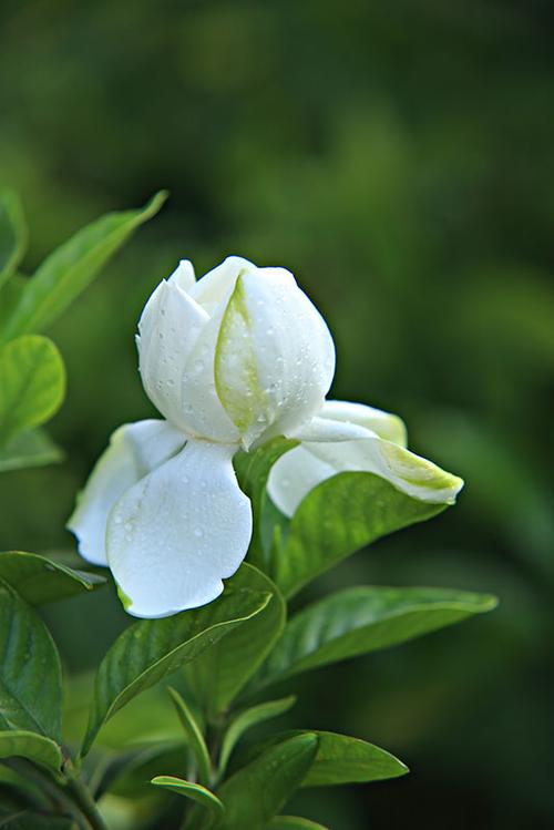 梔子花掉花苞？這樣補救，花朵滿盆不是夢！