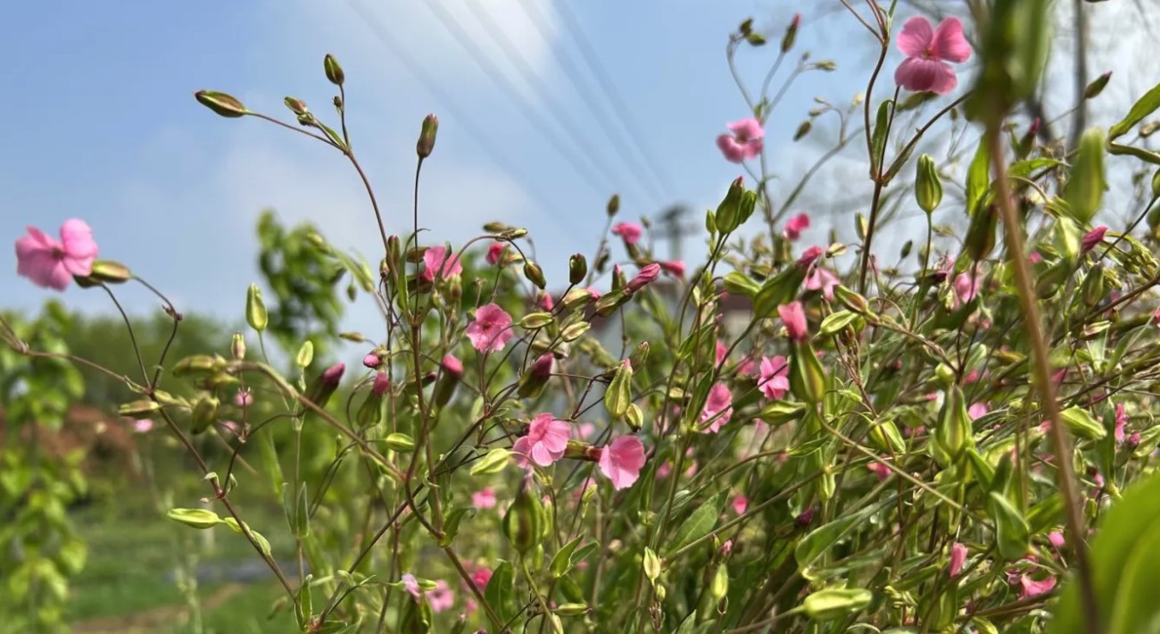 藍灰石竹有哪些生態(tài)習性，花期在什么時候 ？