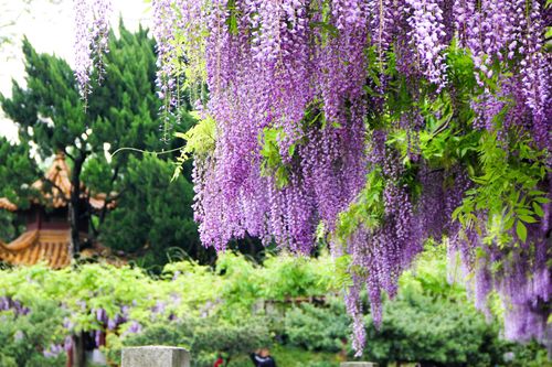 紫藤養護與開花技巧：打造浪漫花海