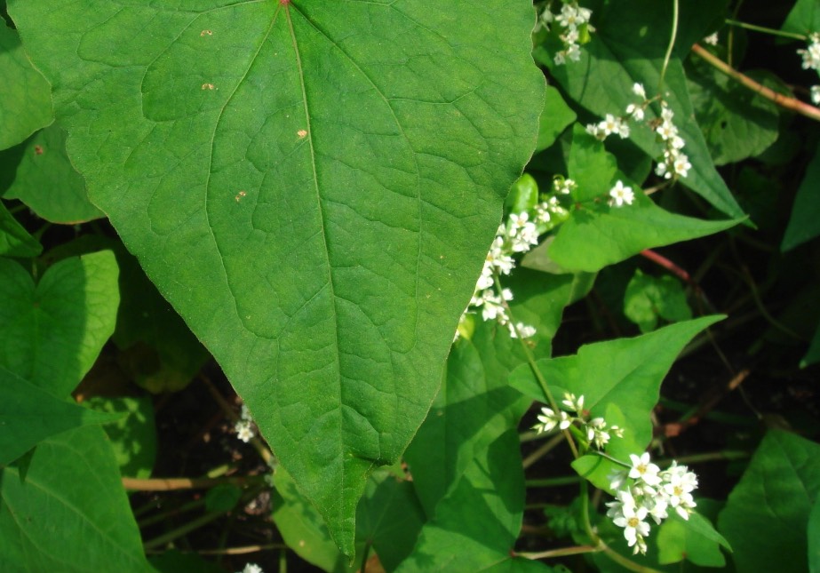 山蕎麥有哪些生態(tài)習(xí)性，耐旱性怎么樣 ?