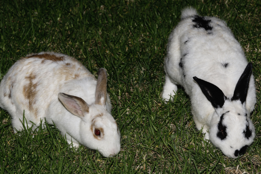 家兔的蛋白質(zhì)飼料有哪些？