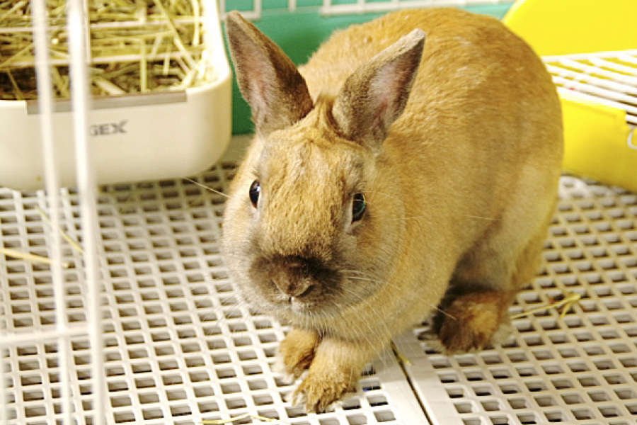 粉料可以作為家兔飼料嗎？