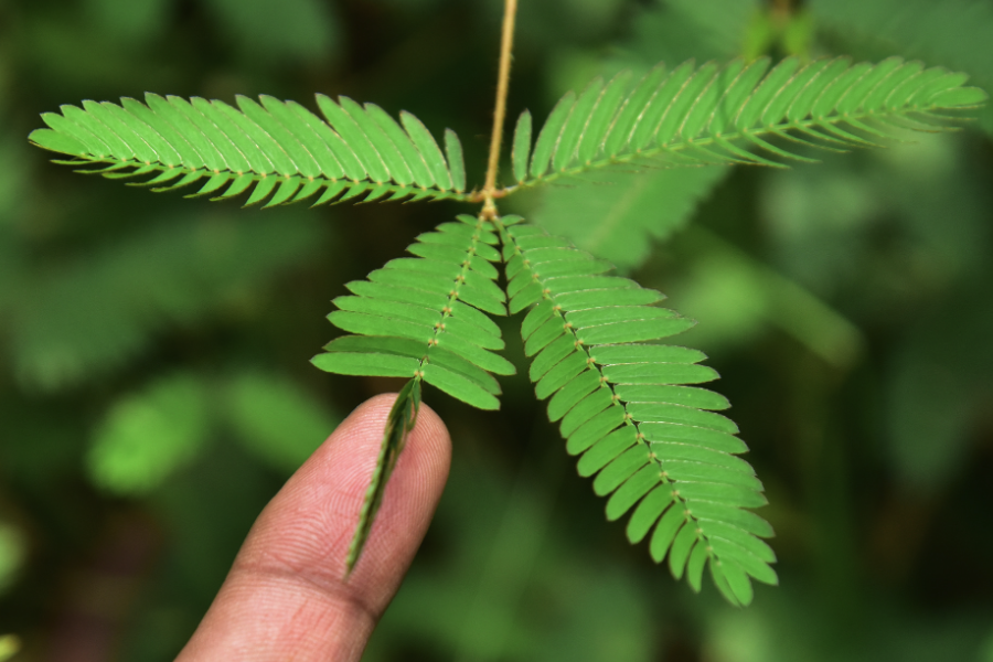 耐澇植物的耐性和機理是什么樣的？