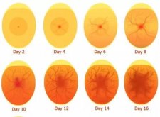 <strong>雞蛋不同胚齡發育有哪些特征 ？</strong>