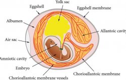 <strong>雞蛋的中胚層會形成哪些器官 ？</strong>
