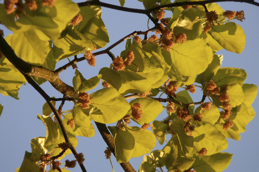 山毛櫸有什么形態(tài)特點(diǎn)，可以在室內(nèi)種植嗎?