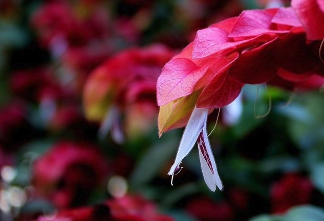 紅蝦花感染灰霉病有什么癥狀？