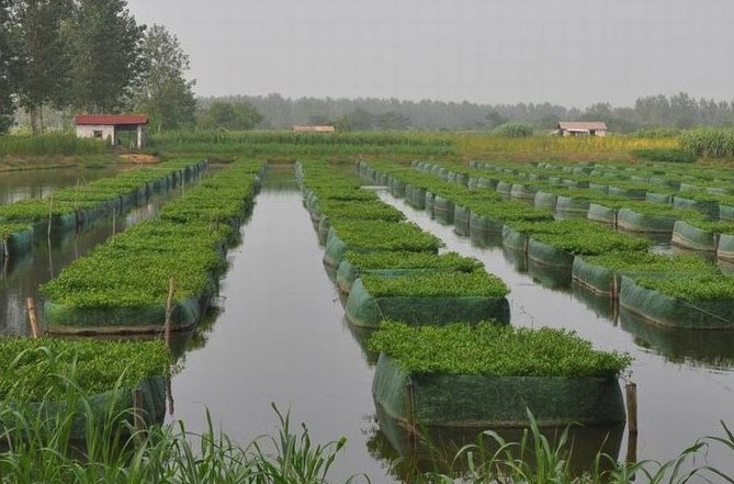 黃鱔池塘上方搭遮陰網有什么好處 ？