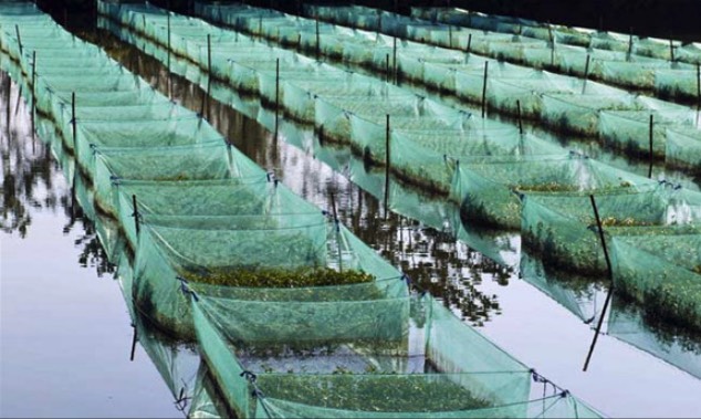 黃鱔池塘上方搭遮陰網有什么好處 ？