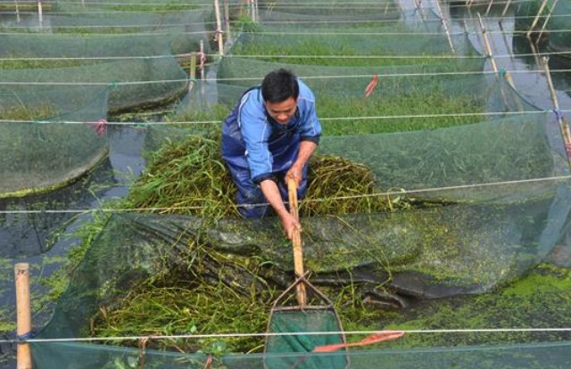 黃鱔池塘里面的水草腐爛了怎么處理？