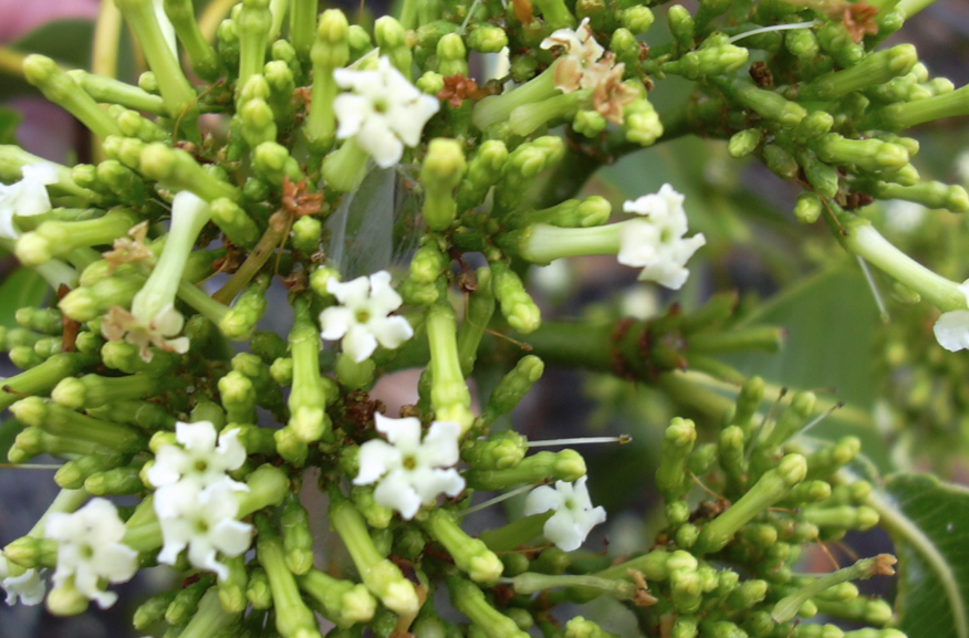 蘿芙木怎么消滅蚜蟲(chóng)？