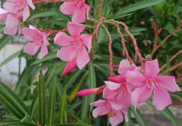 夾竹桃花朵還有毒性嗎 ？