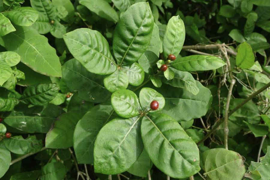 蘿芙木是什么植物，有什么形態特點？