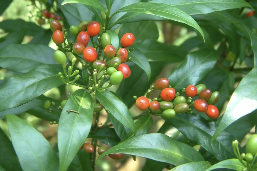 蘿芙木的栽種方法是什么？