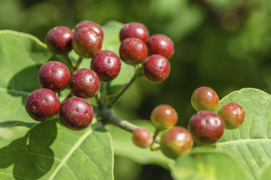 蘿芙木加入農(nóng)家肥有什么好處？