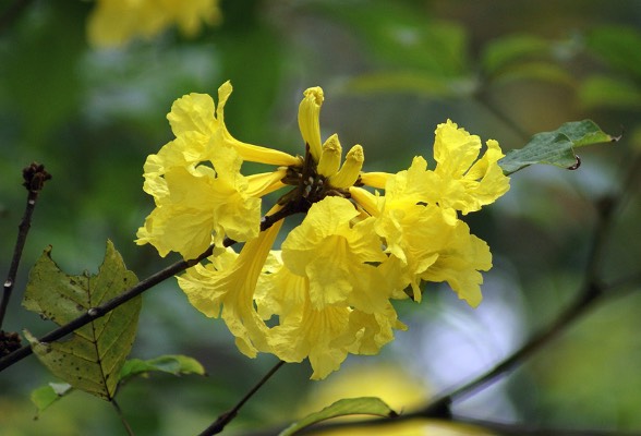 黃花風(fēng)鈴木對(duì)光照的需求量怎么樣，怎么澆水 ？