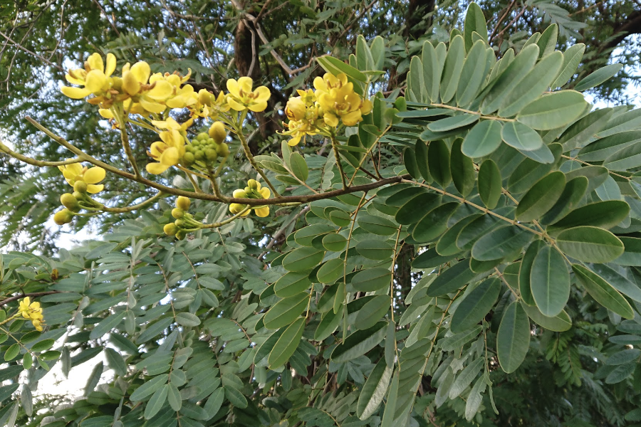 鐵刀木怎么防治木虱？