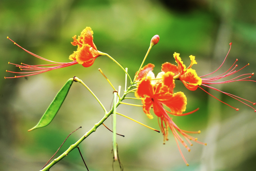 藍(lán)花金鳳花怎么采集和處理種子？