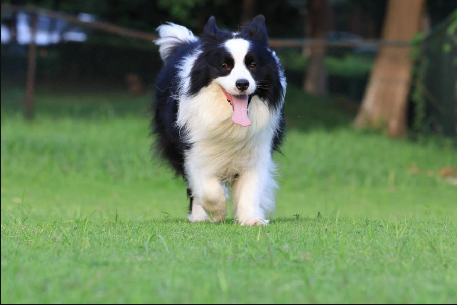 牧羊犬怎么進行馴化牧羊？