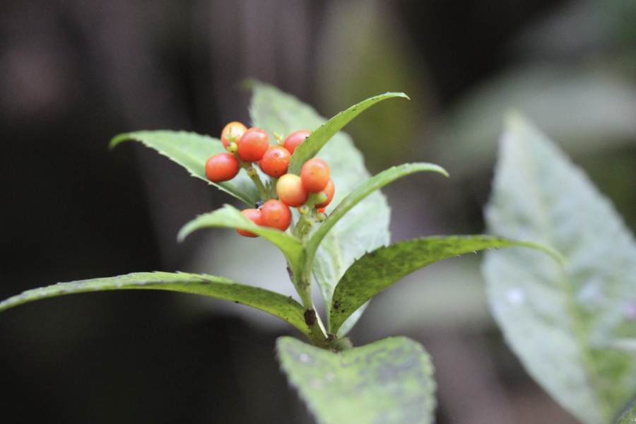 怎么給草珊瑚施肥？